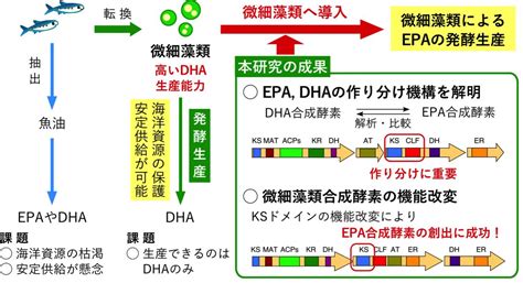 epa結構|(EPA)の 生理機能